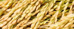 rice-banner-760